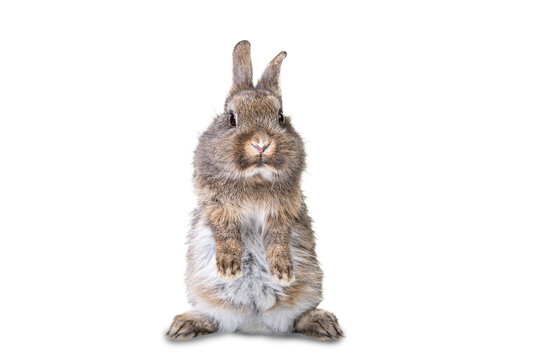 Cute gray, brown wild bunny stands on its hind legs against white isolated background.