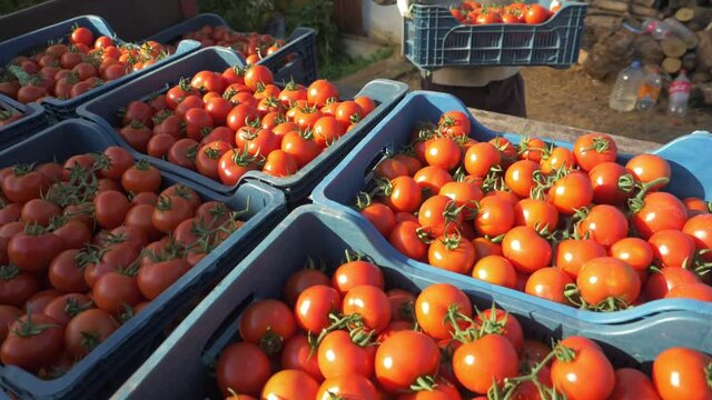 commercial tomato production. harvesting ripe red tomatoes. fresh vegetable crops in the box, agriculture farming. organic fresh harvest in vegetable garden, nutrition. tomatoes transportation.