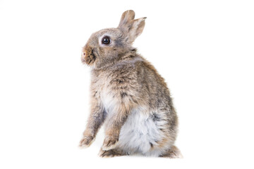 Cute gray,wild rabbit on isolated background in studio,standing on hind legs.