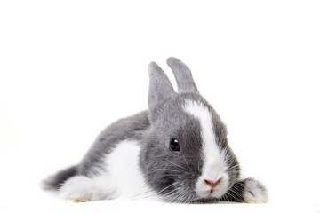 Cute gray, white dwarf rabbit, easter bunny lies on white isolated background on belly.