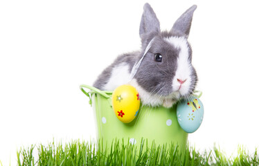 Gray easter bunny, white dwarf rabbit, sitting in flower pot with easter eggs on ears in green...