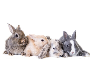 4 young, cute bunny children photographed in front of isolated studio background.