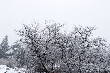 Snowy tree landscape and white sky