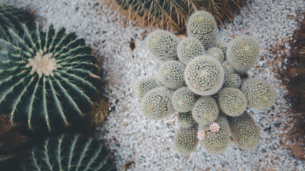 Daylight summer scene shot at Suan Nong Nooch garden in Thailand in 2020.