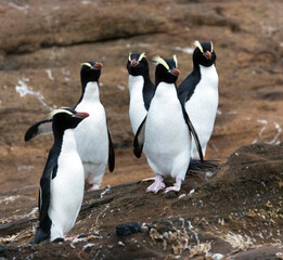 Fototapeta premium Erect-crested Penguin, Eudyptes sclateri
