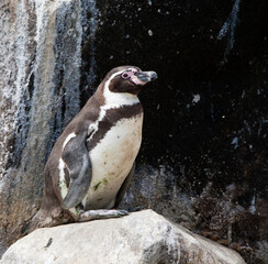 Humboldt Penguin, Spheniscus humboldti