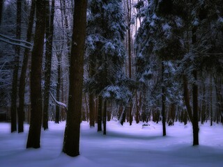 Dark winter forest. Twilight in a snowy mysterious woods. Beautiful background.