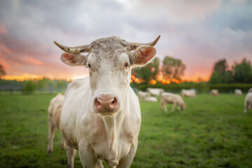 Fototapeta na wymiar portrait of Charolais bulls and cows on a meadow in the evening light with beautiful sky 
