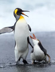 Foto auf Acrylglas Royal Penguin and King Penguin © AGAMI