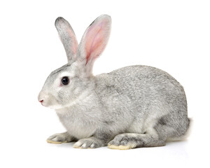 rabbit isolated on white background