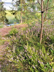 flowers in the forest