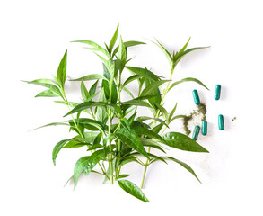 fresh kariyat herb plant and capsule on white background