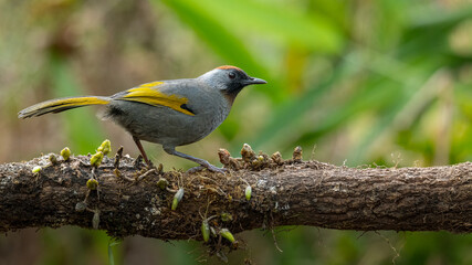 Silver-eared Laughingthrush perching on a perch