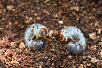 Grub worms grow in dead coconut tree on farm .