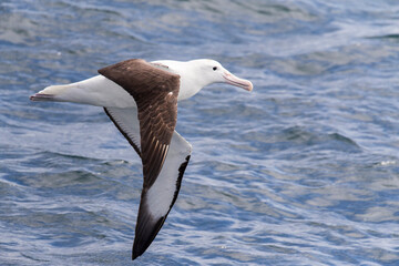 Northern Royal Albatross, Diomedea sanfordi