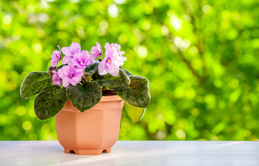 Indoor flower, violet on the windowsill against the background of green vegetation on the street. Home comfort, hello spring. Fresh air on the veranda. Blurred background with copy space.