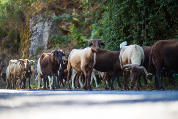 Sheeps in the moutains, Serra da Estrela.