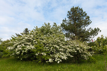 Meidoorn, Hawthorn, Crataegus