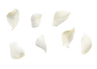 White rose petals on white background