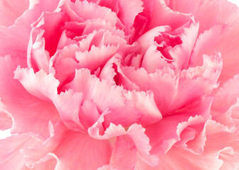 Beautiful light pink carnation background