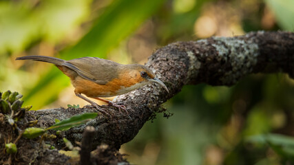 Rusty-Cheeked Scimitar Babbler perching on a perch