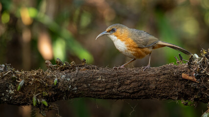 Rusty-Cheeked Scimitar Babbler perching on a perch