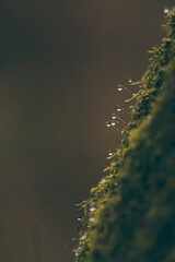 green moss on tree bark with water drops. Polytrichum commune on a cloudy weather with humidity in the atmosphere