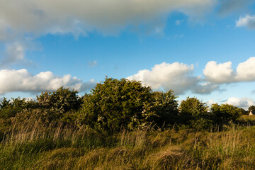 Meidoorn, Hawthorn, Crataegus