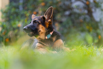 Naklejka na ściany i meble german shepherd puppy