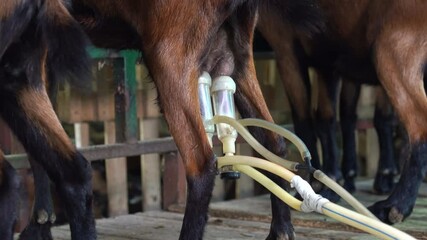 Milking Machine Suction Tube on Goat Udder - Goats Being Milked by Milking Machines
