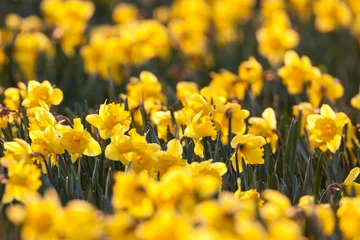 Foto auf Acrylglas Narcis, Daffodil, Narcissus © AGAMI