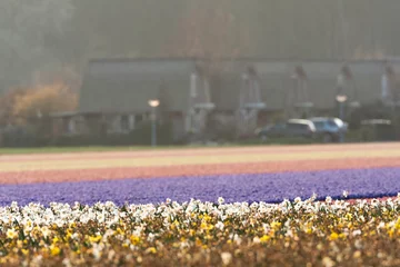 Gordijnen Bollenveld, Bulb field © AGAMI