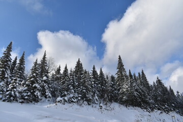 Snowy spruce trees under a cloudy sky, Québec
