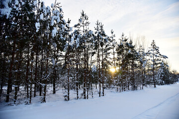Pine and fir forest covered with snow after strong snowfall. Green pine trees in the snow in winter on background of sunset and blue sky. Awesome winter landscape. Snow-covered tree in the wild forest