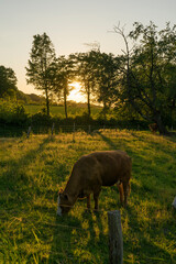 Cows in front of a sunset