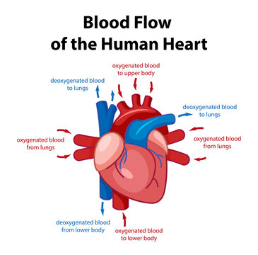 Information poster of human heart diagram