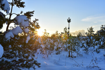 Pine and fir forest covered with snow after strong snowfall. Green pine trees in the snow in winter on background of sunset and blue sky. Awesome winter landscape. Snow-covered tree in the wild forest