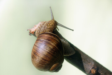 Snail crawling on a branch. Shallow depth of field.