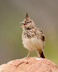 Theklaleeuwerik, Thekla Lark, Galerida theklae theklae