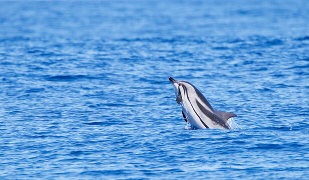 Gestreepte Dolfijn, Striped Dolphin, Stenella coeruleoalba