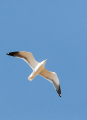 Baltische Mantelmeeuw, Baltic Gull, Larus fuscus fuscus