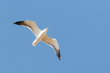 Baltische Mantelmeeuw, Baltic Gull, Larus fuscus fuscus