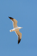 Baltische Mantelmeeuw, Baltic Gull, Larus fuscus fuscus