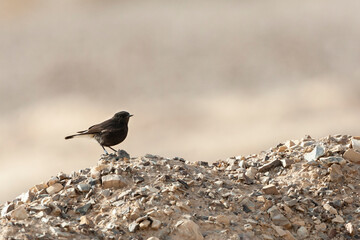 Basalt Tapuit, Basalt Wheatear, Oenanthe lugens warriae
