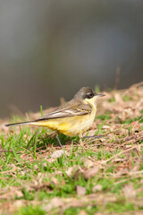 Balkankwikstaart, Black-headed Wagtail, Motacilla feldegg