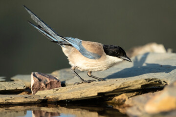 Blauwe Ekster, Iberian Magpie, Cyanopica cooki