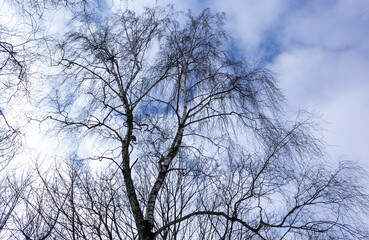 the photo below is tall birch trees against the background of the azure sky in winter
