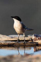 Blauwe Ekster, Iberian Magpie, Cyanopica cooki