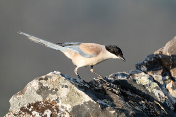 Blauwe Ekster, Iberian Magpie, Cyanopica cooki