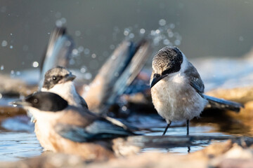 Blauwe Ekster, Iberian Magpie, Cyanopica cooki